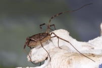 Le Faucheur pineux (Opiliones - Phalangiidae - Odiellus spinosus)
